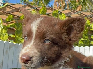 Border Collie perros BORDER COLLIE - Anuncio 2