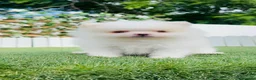 Pomerania perros en venta: POMERANIA - Anuncio 6
