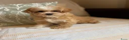 Maltipoo perros en venta: Maltipoo muy bonitos !!! - Anuncio 11