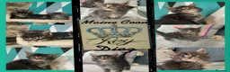 Maine Coon gatos en venta: Black tabby y Blue tabby - Anuncio 10