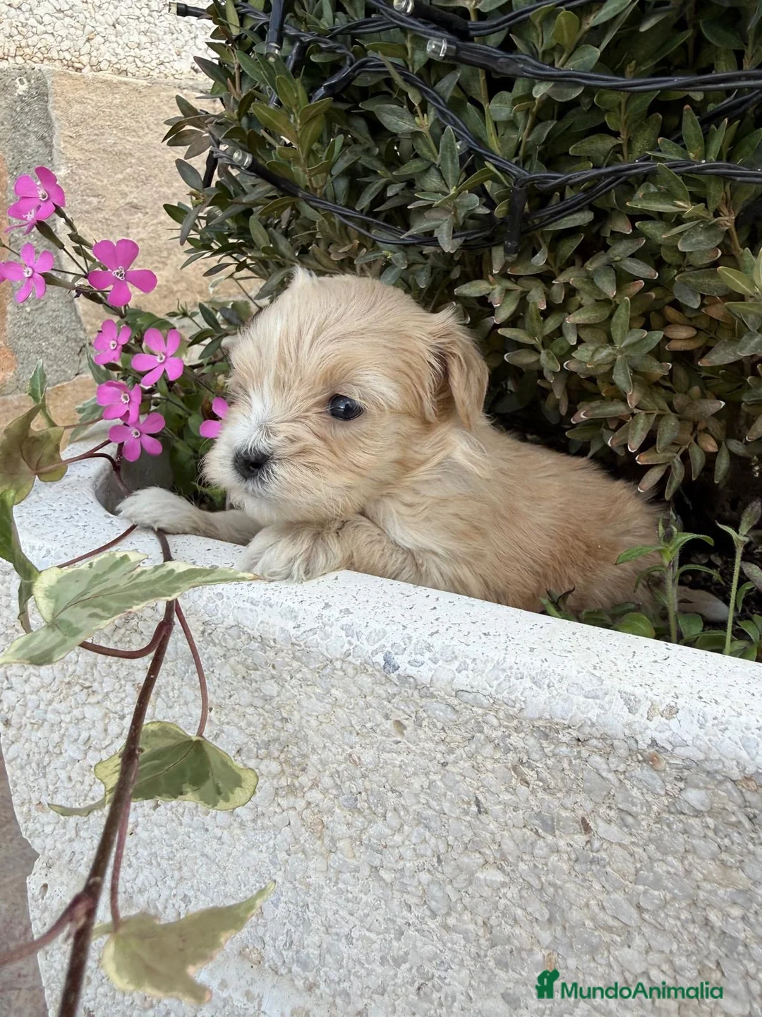 Maltipoo perros en venta: Maltipoo Toy una maravillosa raza !!! - Anuncio 2