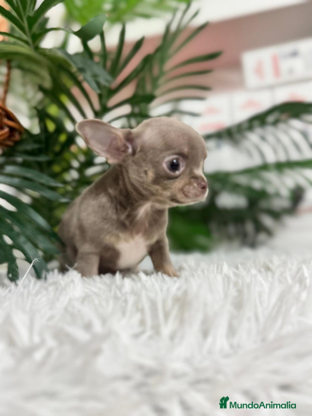Chihuahua perros en venta: CHIHUAHUA MACHO LILAC AND TAN - Anuncio 18