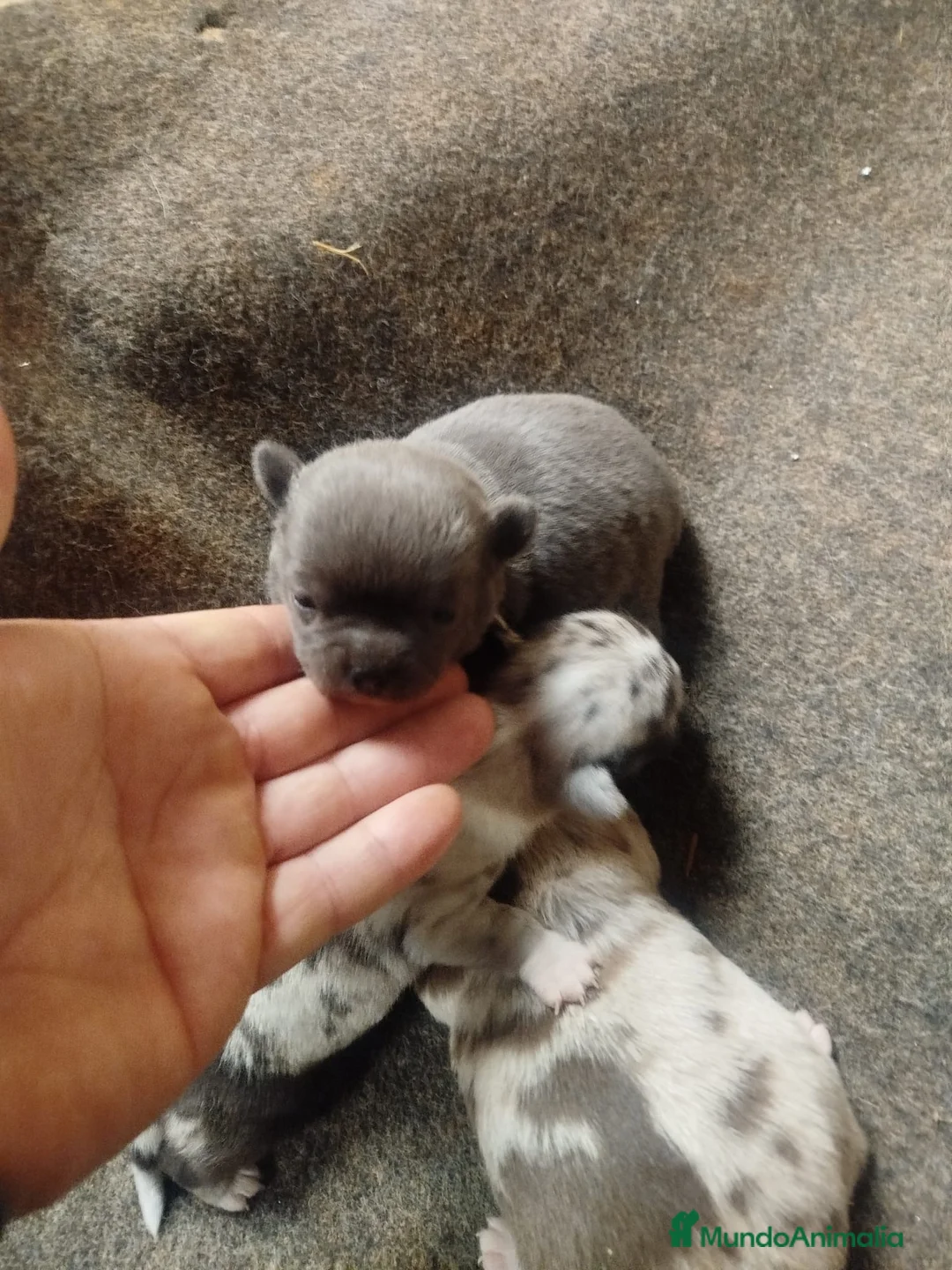 Chihuahua perros en venta: Espectacular camada de chihuahuas exóticos  - Anuncio 1