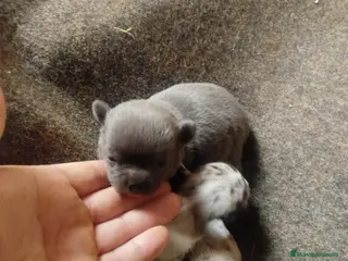 Chihuahua perros Espectacular camada de chihuahuas exóticos - Anuncio 2