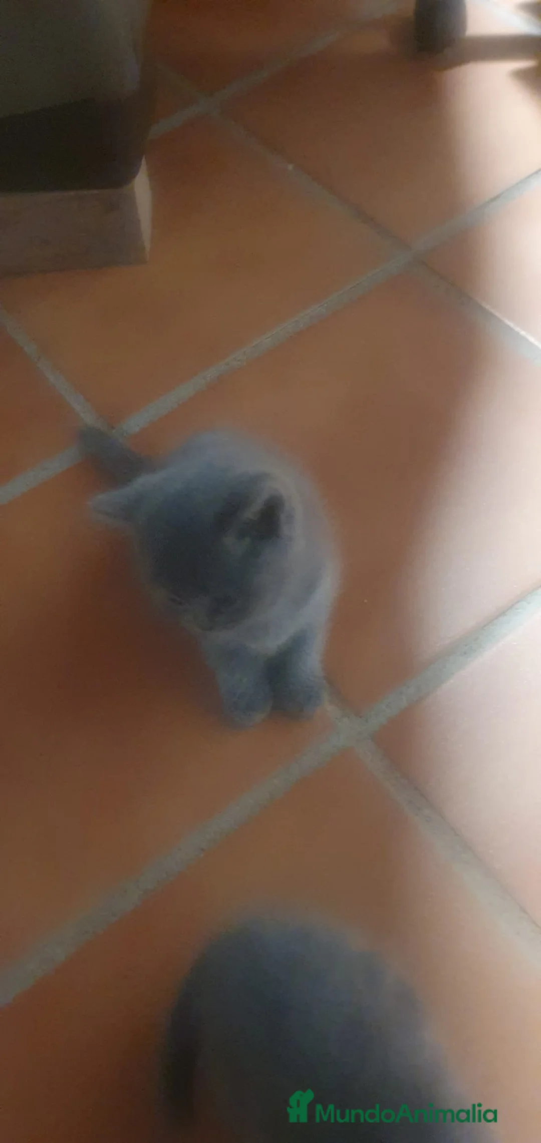 Azul Ruso gatos en venta: Azul ruso hembra y macho  - Anuncio 2