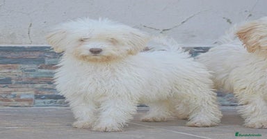 Perro de Agua Español perros CACHORRA, PERRO DE AGUA ESPAÑOL - Anuncio 1