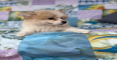 Pomerania perros - Anuncio 11
