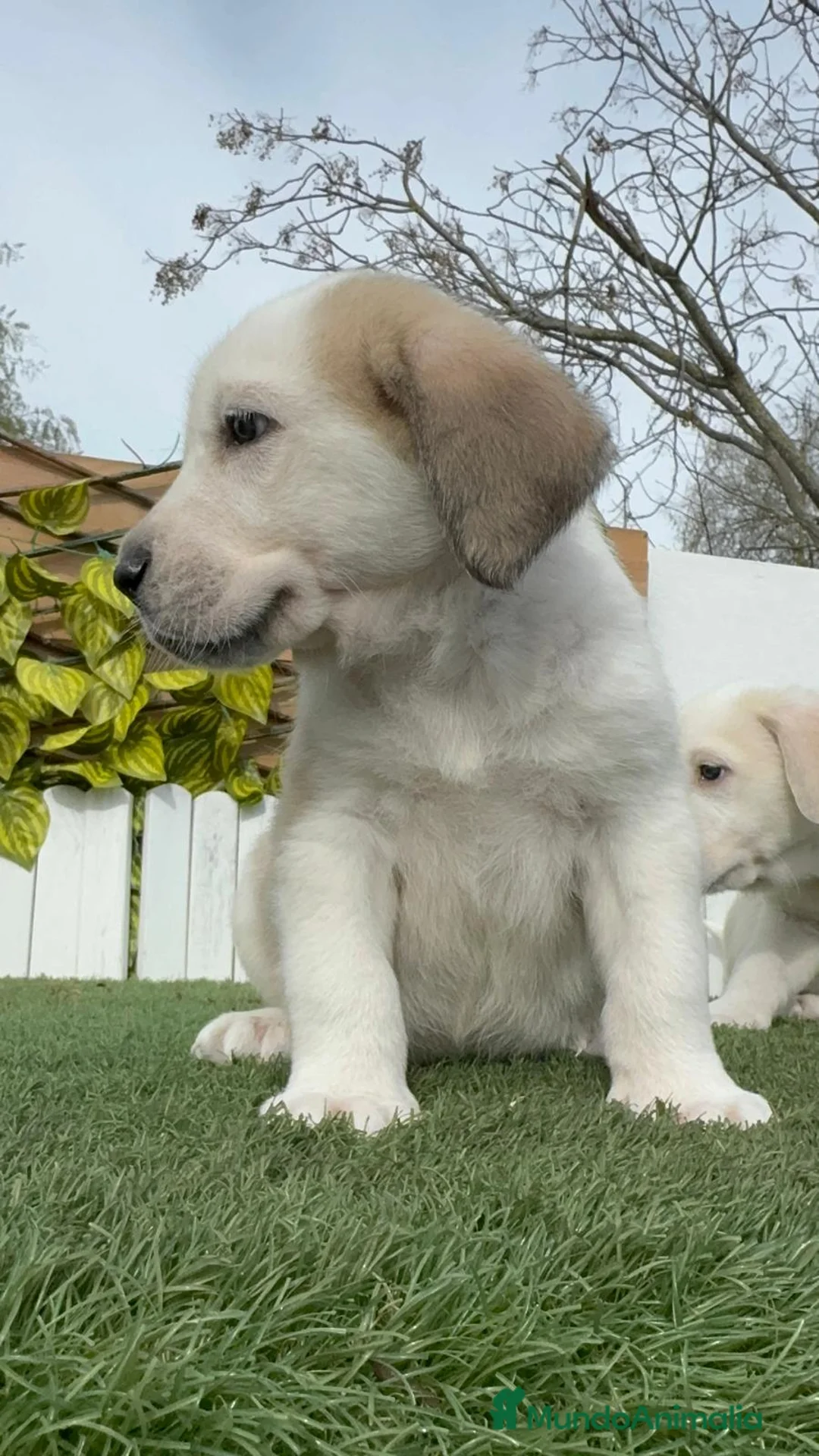 Mastín Español perros en venta: MASTIN ESPAÑOL - Anuncio 5