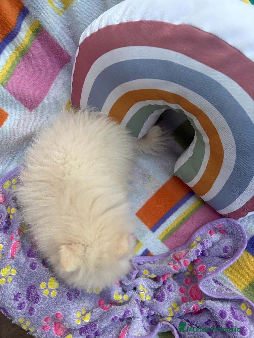 Pomerania perros en venta: Lulu pomerania toy  - Imagen 7