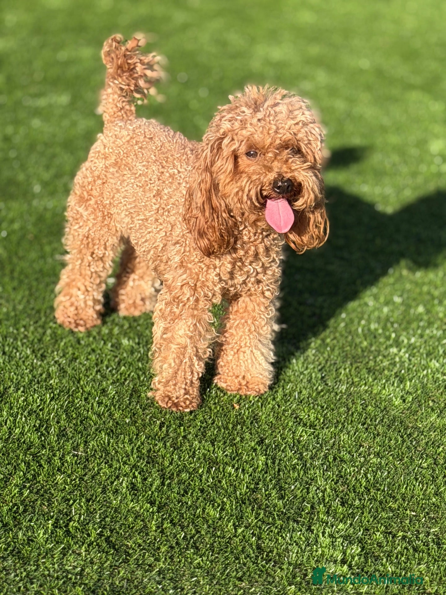 Caniche Toy perros Caniche toy - Anuncio 1
