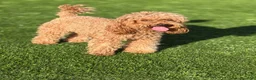Caniche Toy perros en venta: Caniche toy - Anuncio 1
