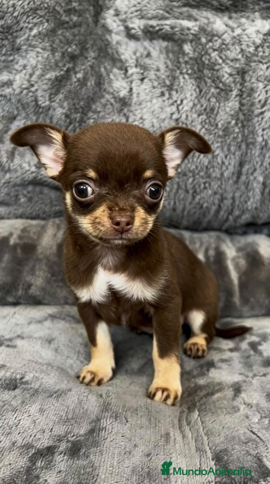 Chihuahua perros Chihuahuas  - Anuncio 1