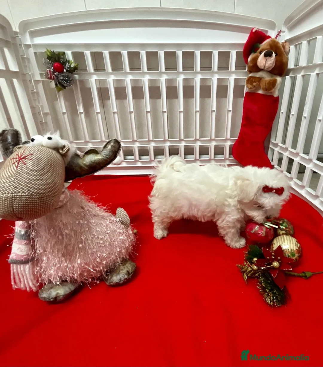 Bichón Maltés perros en venta: Bichón Maltés  en Barcelona - Anuncio 5