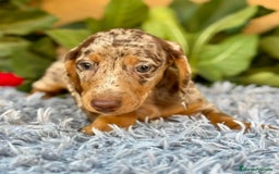 Teckel Miniatura perros en venta: Teckel arlequín chocolate  - Imagen 7