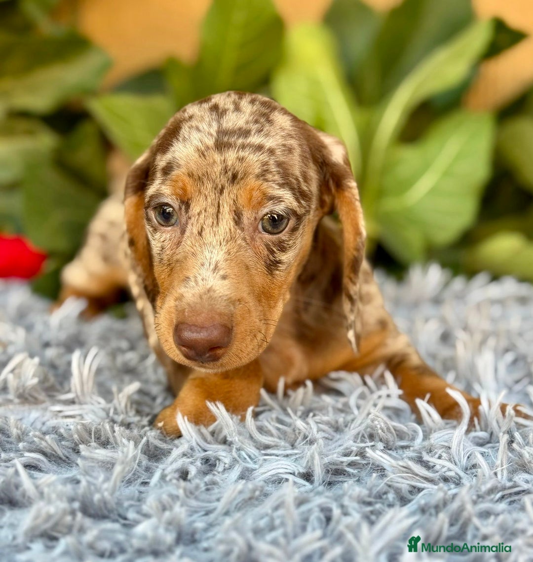 Teckel Miniatura perros en venta: Teckel arlequín chocolate  - Imagen 7
