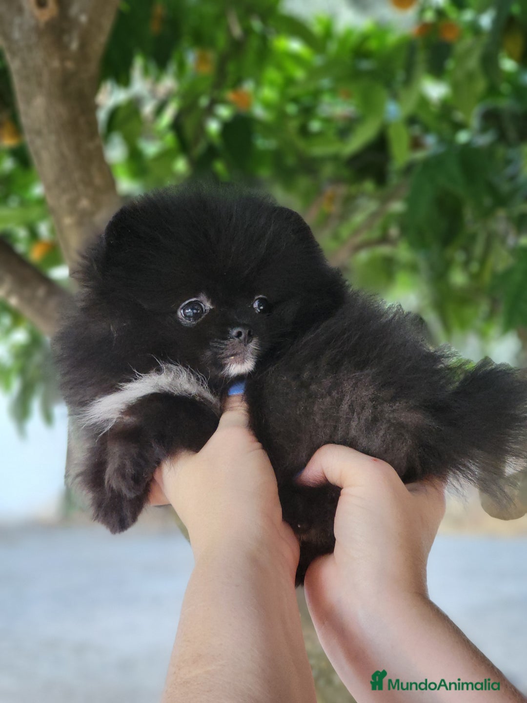 Pomerania perros en venta: Machito línea coreana  - Imagen 2