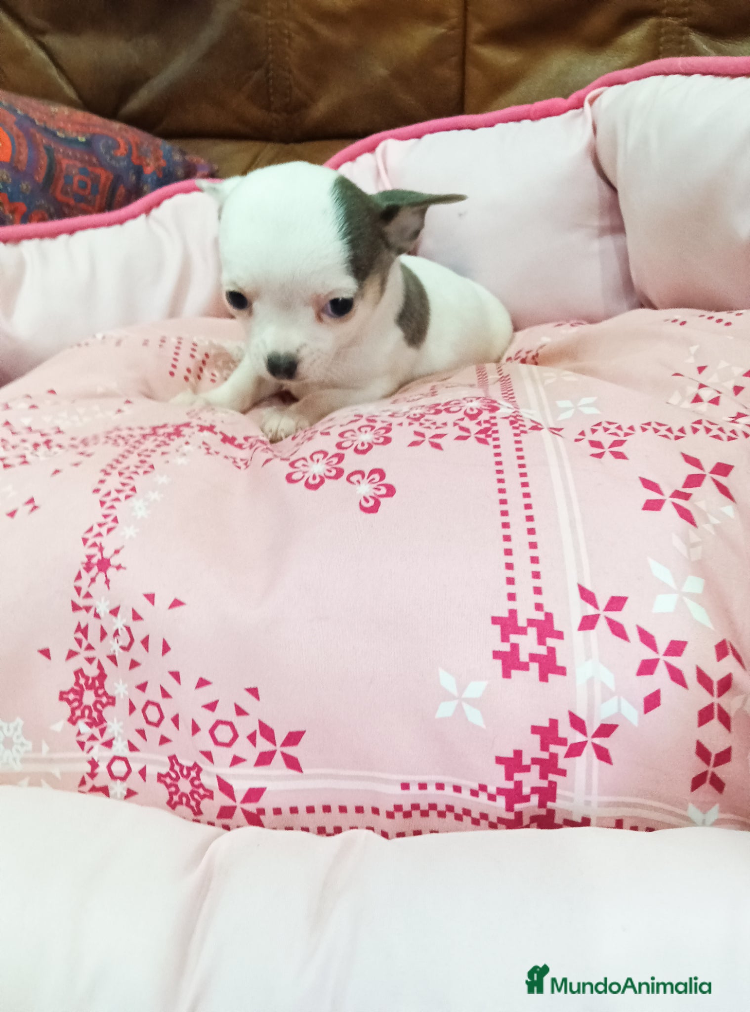Chihuahua perros CHIHUAHUA TOY - Anuncio 3