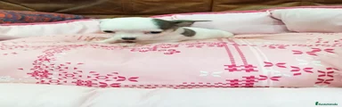 Chihuahua Cachorro 2