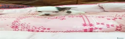 Chihuahua perros en venta: CHIHUAHUA TOY - Anuncio 1