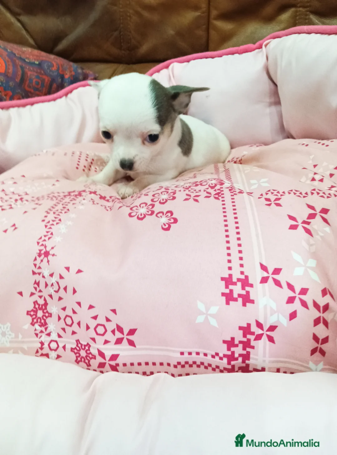 Chihuahua perros en venta: CHIHUAHUA TOY - Anuncio 1