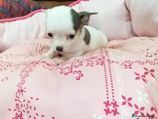 Chihuahua perros CHIHUAHUA TOY - Anuncio 1