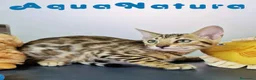 Bengalí gatos en venta: Bengali Hembra 4606 AQUANATURA - Anuncio 5