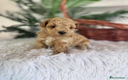 Caniche Toy perros en venta: CANICHE TOY MACHO - Imagen 9