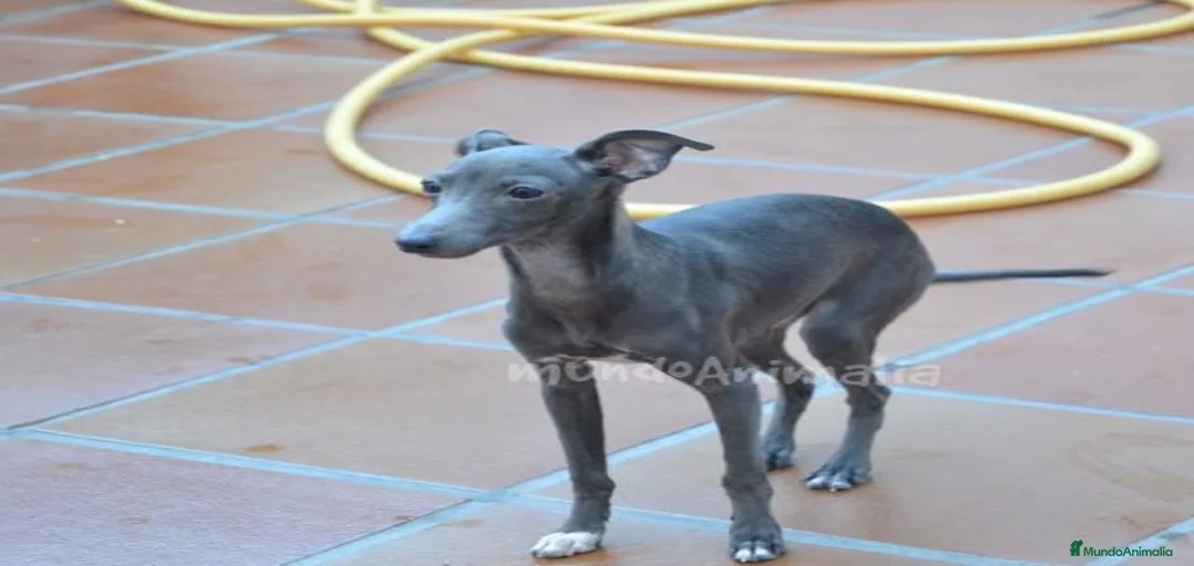 Imagen de galería {{count}}