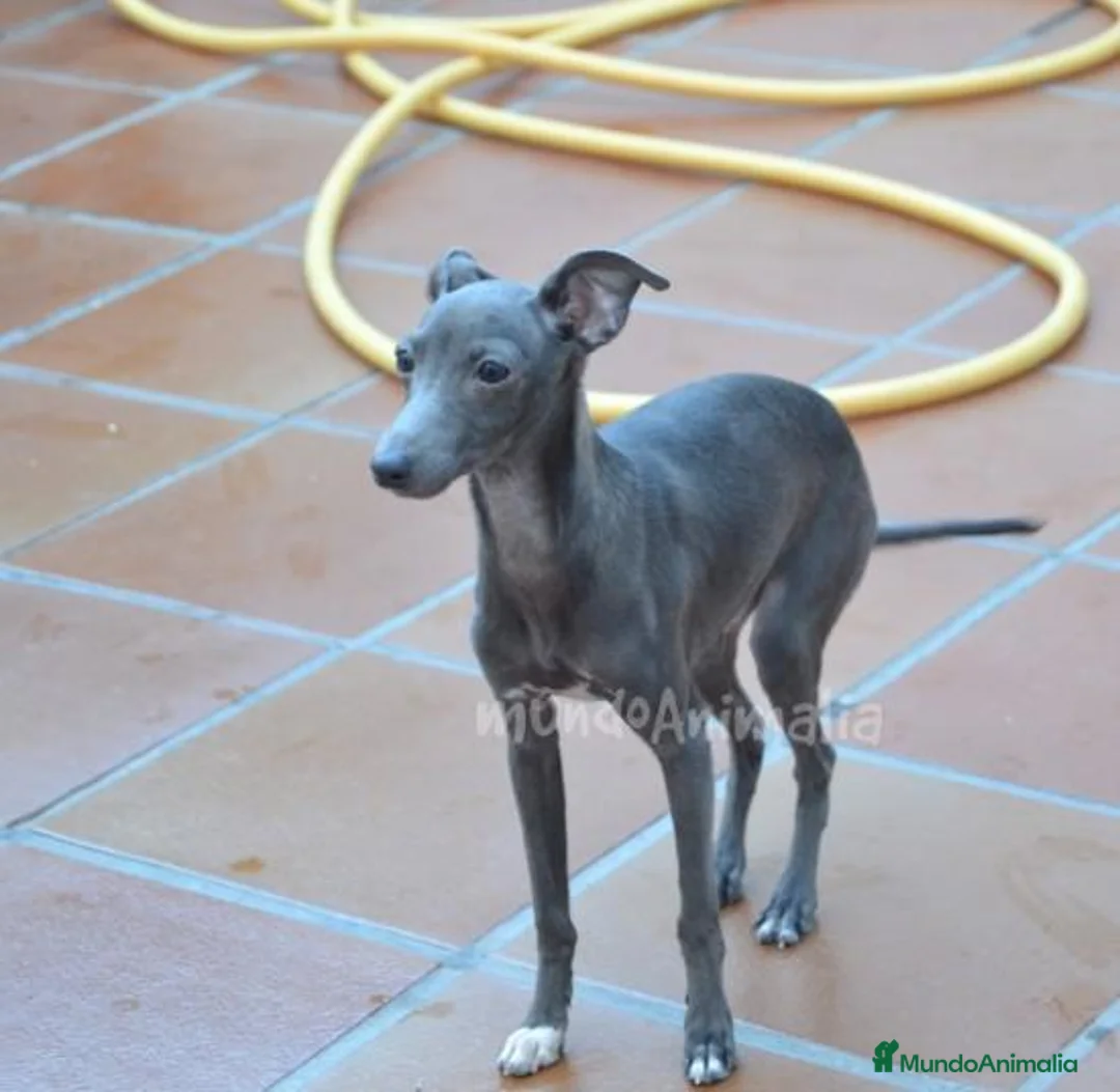 Imagen de galería {{count}}