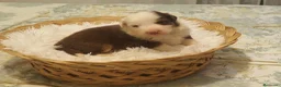 Pastor Australiano perros en venta: Excelente camada de Pastor Australiano  - Anuncio 13