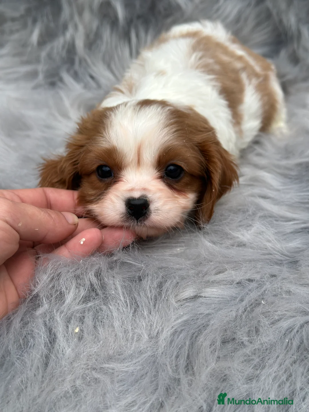 Cavalier King Charles Spaniel perros en venta: CAVALIER BLENHEIN MACHO DISPONIBLE en Barcelona - Anuncio 4