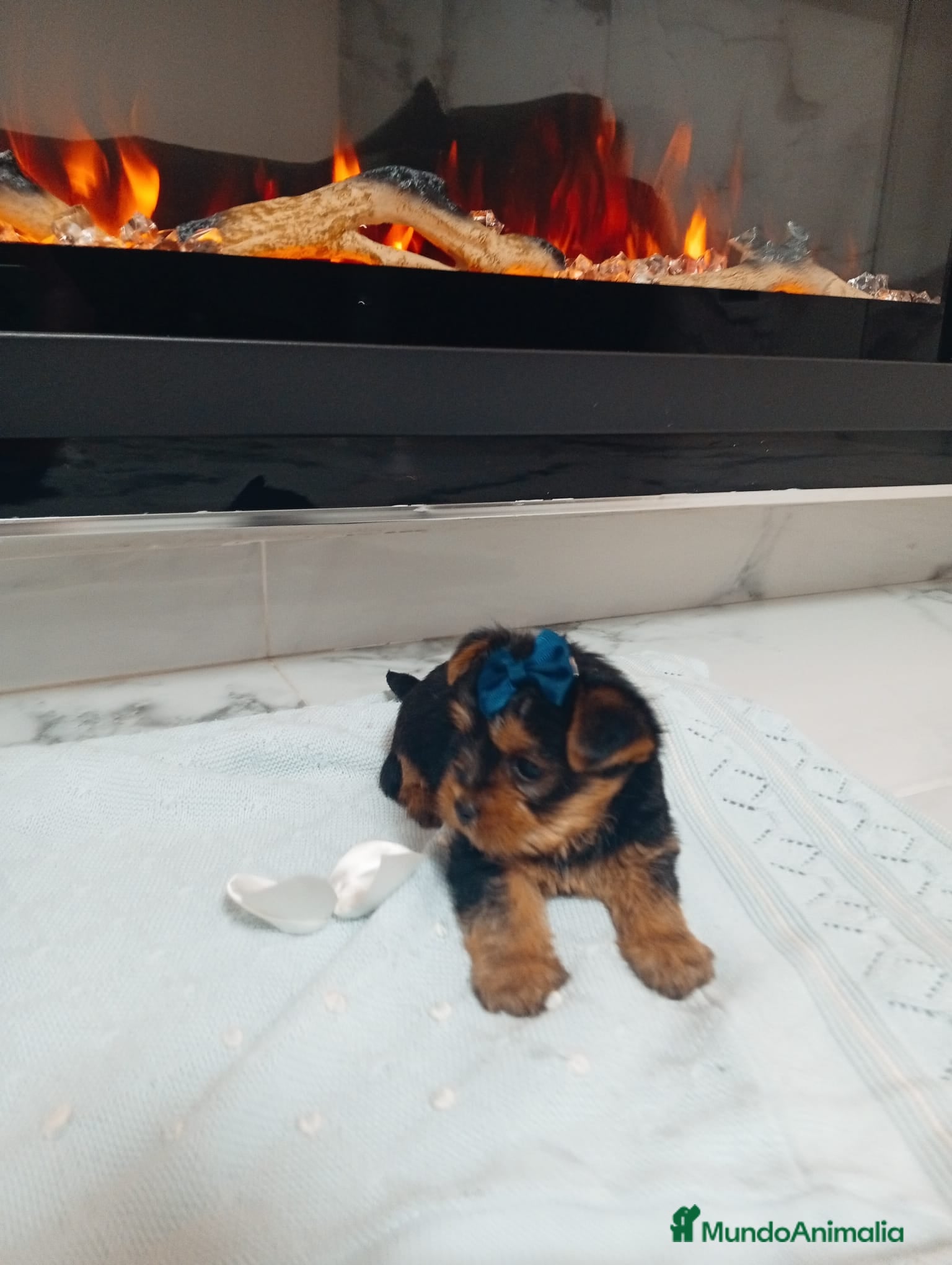 Yorkshire Terrier perros Yorkshire terrier Toy Machos precioso - Anuncio 1