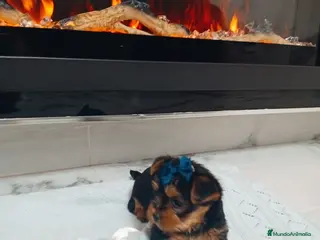 Yorkshire Terrier perros Yorkshire terrier Toy Machos precioso - Anuncio 1