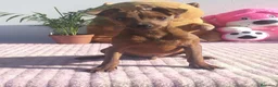 Pinscher Miniatura perros en venta: Mini pincher  - Anuncio 2