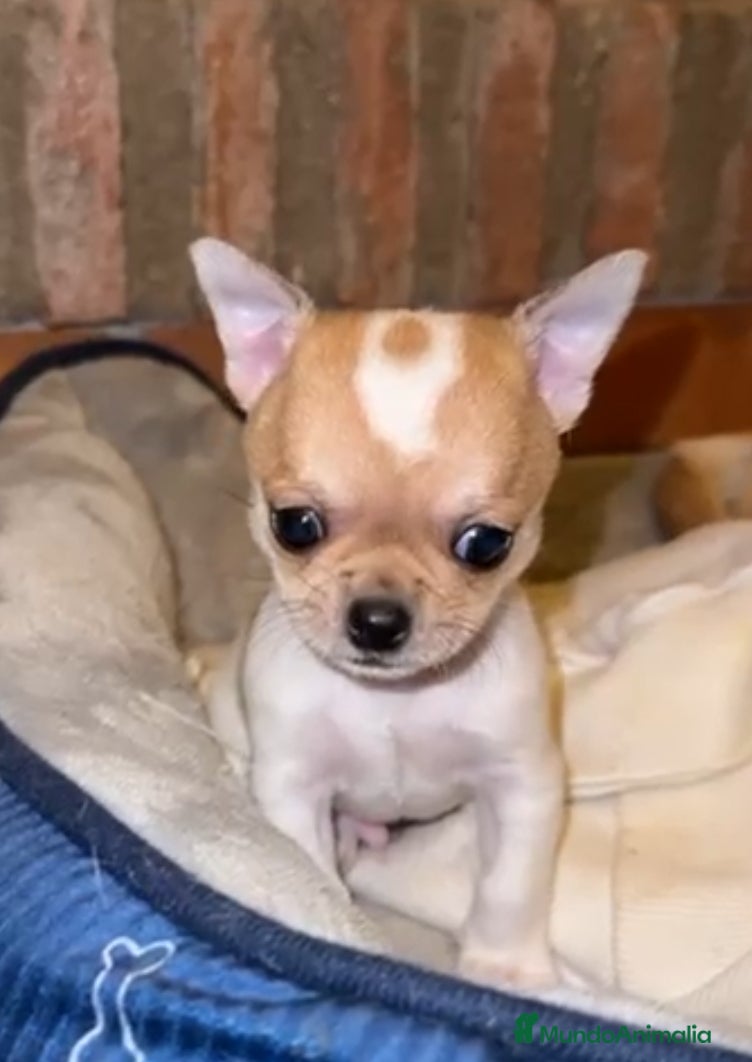 Chihuahua perros Chihuahua  - Anuncio 2