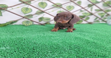 Teckel Miniatura perros - Anuncio 11