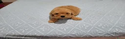 Caniche Toy perros en venta: PRECIOSOS CANICHE  ROJO LINEA TOY - Anuncio 12