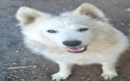 Raza Mixta perros en venta: Perra pastor blanco suizo con samoyedo - Imagen 1