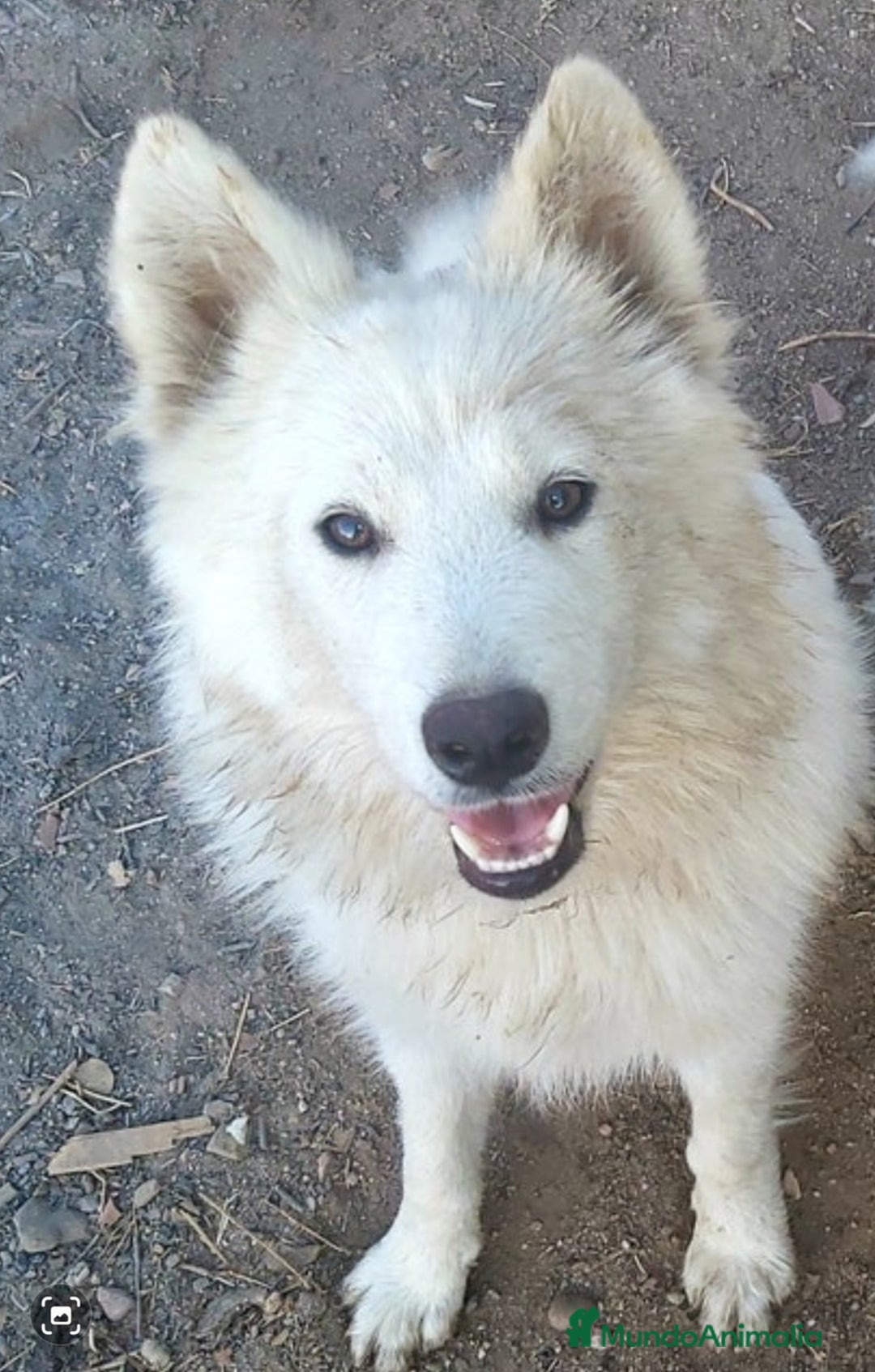 Raza Mixta perros en venta: Perra pastor blanco suizo con samoyedo - Imagen 1