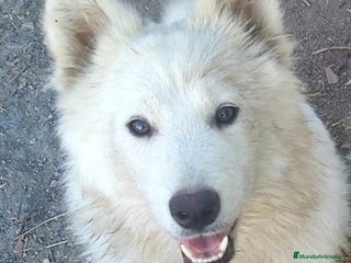 Raza Mixta perros - Anuncio 17