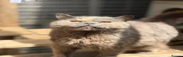 Británico de Pelo Corto gatos en venta: British hembra  - Anuncio 2