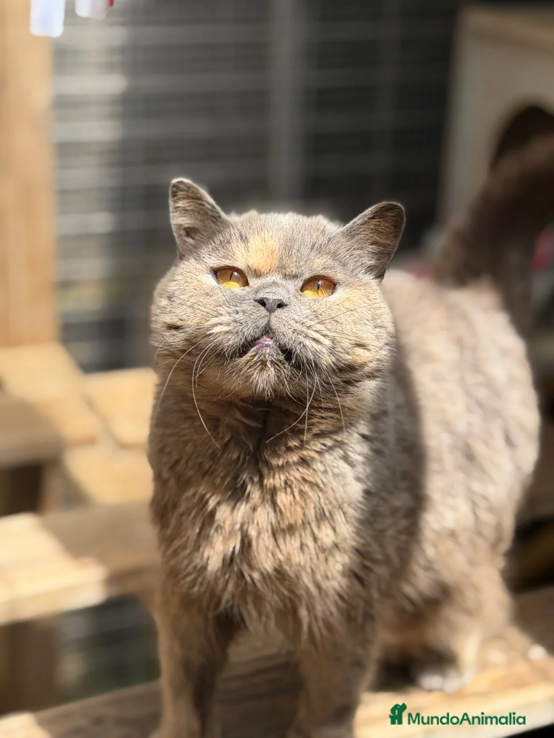 Británico de Pelo Corto gatos en venta: British hembra  - Anuncio 2
