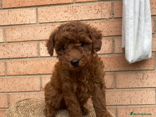 Caniche Toy perros en Almería - Anuncio 37