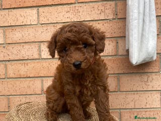 Caniche Toy perros Caniches toy en Almería - Anuncio 25