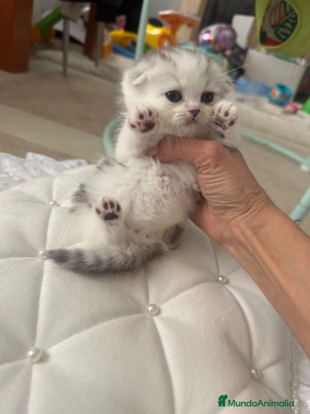 Scottish Fold gatos en venta: Scottish fold - Anuncio 2