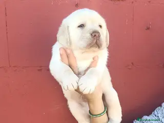 Labrador Retriever perros Labrador retriever dorado - Anuncio 1