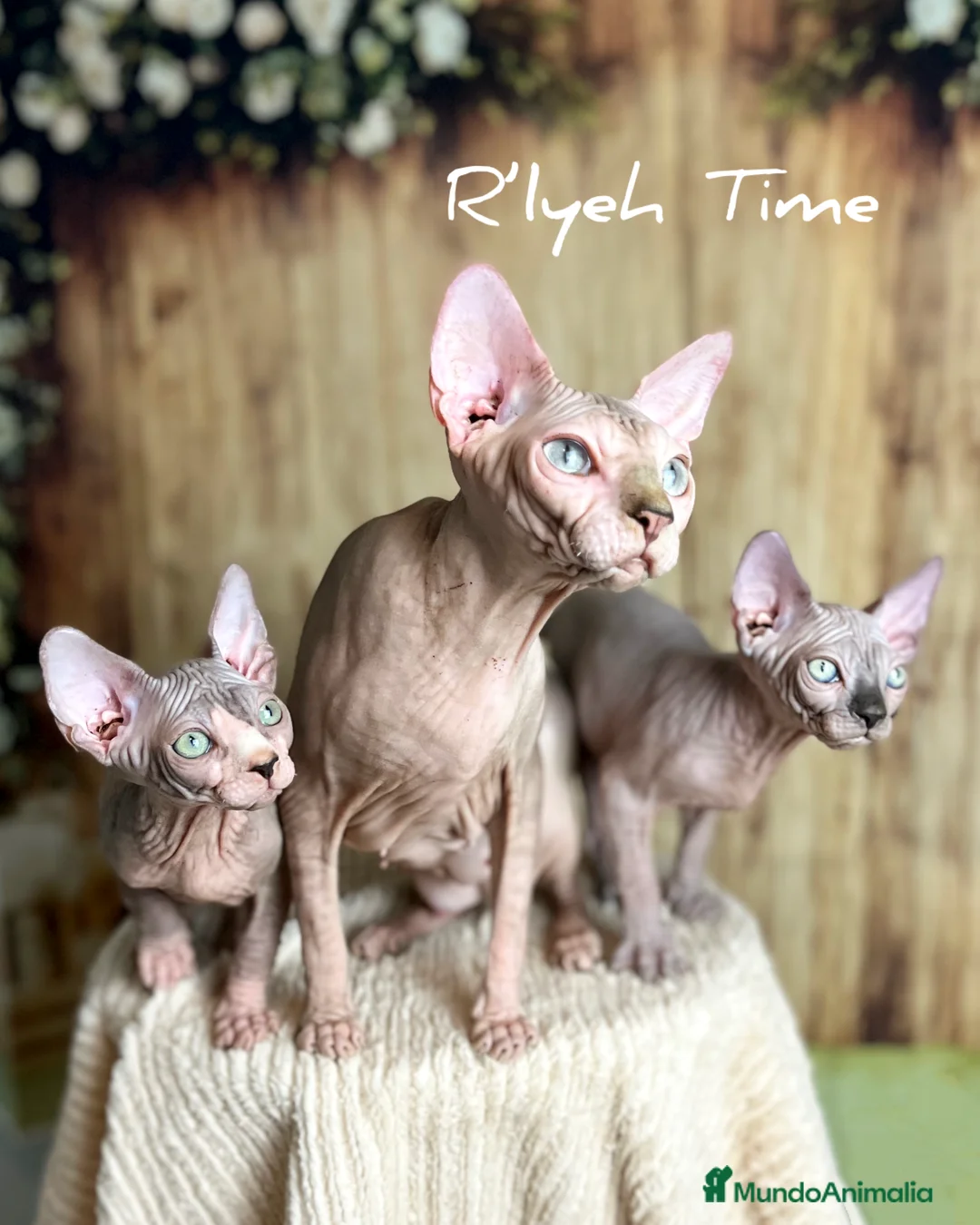 Sphynx gatos en venta: Sphynx - Anuncio 18