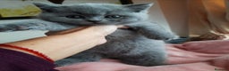 Británico de Pelo Corto gatos en venta: British Shorthair machos y hembra  - Anuncio 2