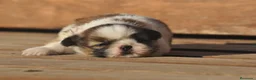 Shih Tzu perros en venta: Preciosa camada - Anuncio 4