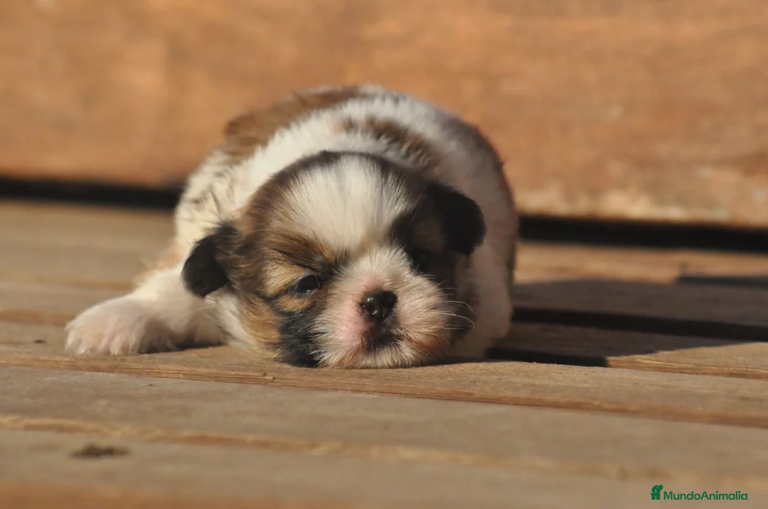 Shih Tzu perros en venta: Preciosa camada - Anuncio 4